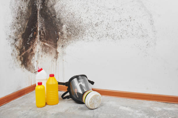 Best Mold Remediation  in North Tustin, CA