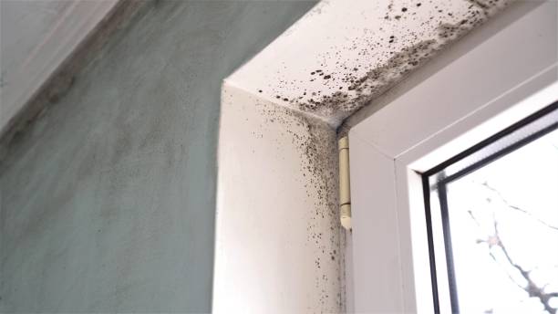 Mold Removal Process in North Tustin, CA