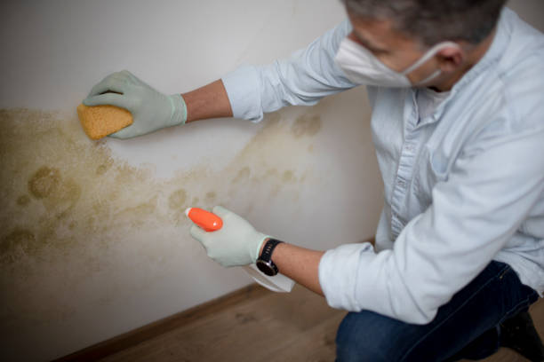 Best Local Mold Removal Service  in North Tustin, CA