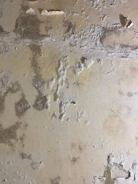 Best Attic Mold Removal  in North Tustin, CA