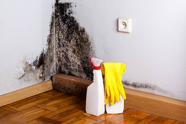 Best Mold Testing  in North Tustin, CA