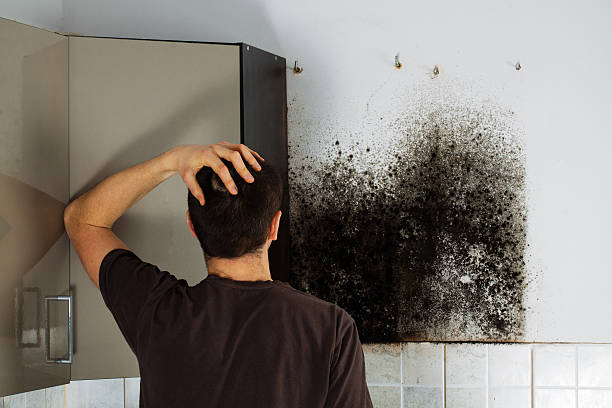 North Tustin, CA Mold Removal Company