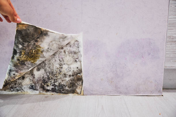 Best Certified Mold Removal  in North Tustin, CA